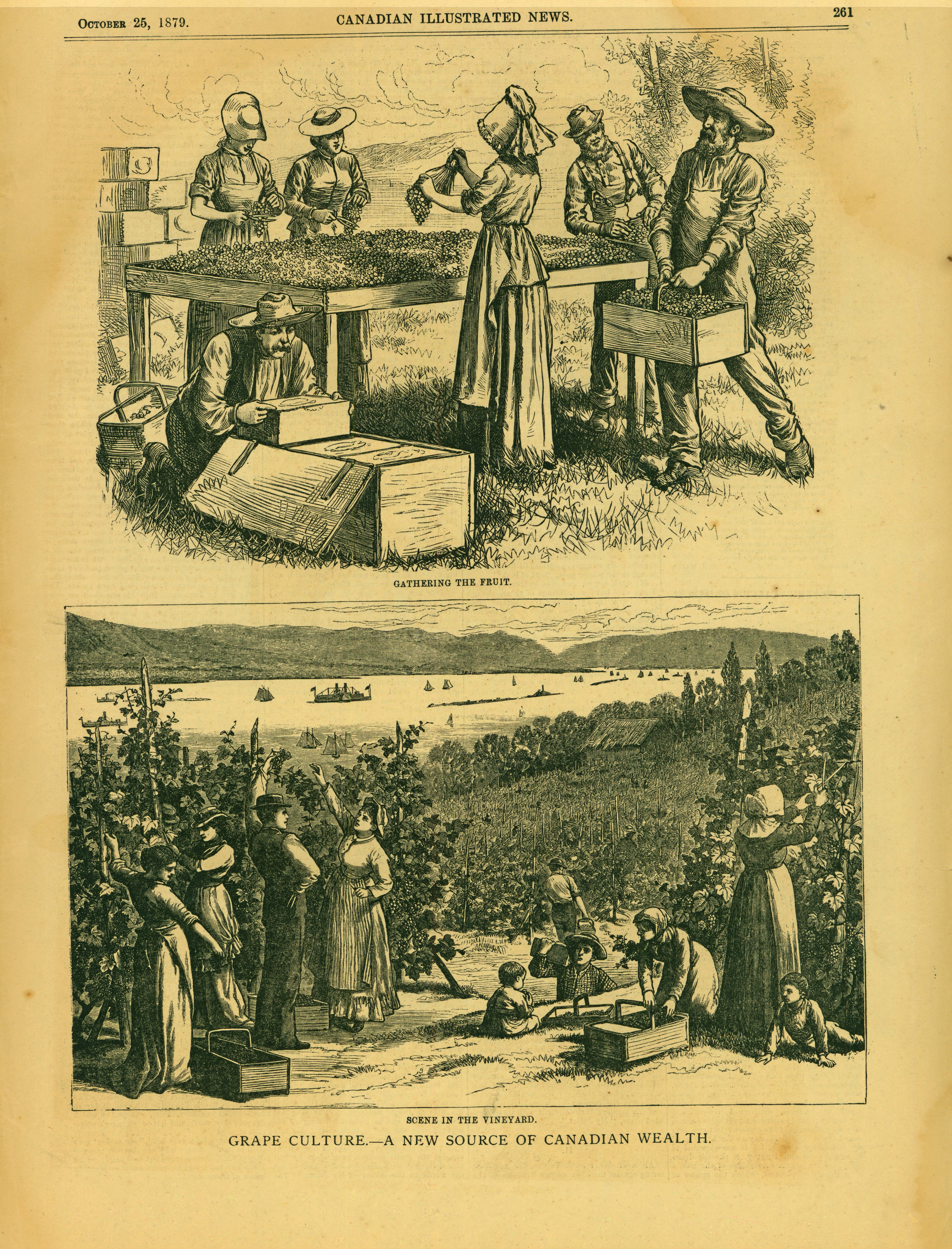 Grape Culture in Ontario